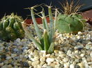 Leuchtenbergia principis