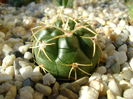 Gymnocalycium monvillei