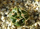 Gymnocalycium monvillei