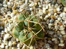 Thelocactus hexaedrophorus