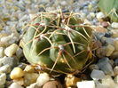 Gymnocalycium gibbosum