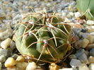 Gymnocalycium gibbosum