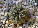 Gymnocalycium gibbosum