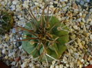 Matucana madisoniorum