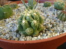 Thelocactus leucacanthus