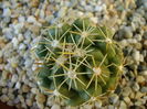 Thelocactus leucacanthus