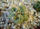 Thelocactus hexaedrophorus