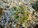 Thelocactus hexaedrophorus