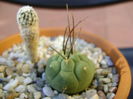 Turbinicarpus pseudopectinatus & Matucana madisoniorum