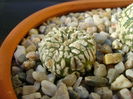 Astrophytum asterias cv. Super Kabuto