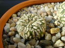 Astrophytum asterias cv. Super Kabuto