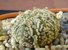 Astrophytum asterias cv. Super Kabuto