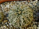 Astrophytum asterias cv. Super Kabuto
