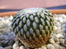Turbinicarpus pseudopectinatus
