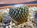 Turbinicarpus pseudopectinatus