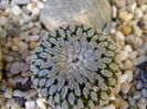 Turbinicarpus pseudopectinatus