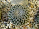 Turbinicarpus pseudopectinatus