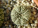 Astrophytum asterias cv. Super Kabuto