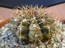 Gymnocalycium ochoterenae v. cinereum