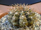 Gymnocalycium ochoterenae v. cinereum
