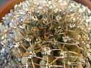 Gymnocalycium ochoterenae v. cinereum