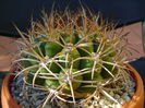 Gymnocalycium zegarrae