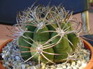 Gymnocalycium saglionis longispinus