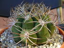 Gymnocalycium saglionis longispinus