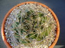 Gymnocalycium saglionis longispinus