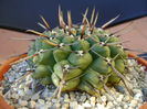 Gymnocalycium schroederianum ssp. paucicostatum