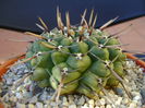 Gymnocalycium schroederianum ssp. paucicostatum