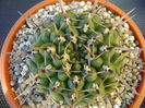 Gymnocalycium schroederianum ssp. paucicostatum