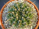 Gymnocalycium schroederianum ssp. paucicostatum