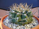Gymnocalycium intermedium