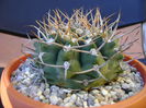 Gymnocalycium intermedium