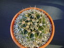 Gymnocalycium intermedium