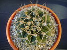 Gymnocalycium intermedium
