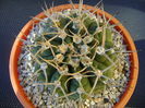 Gymnocalycium intermedium