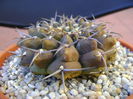 Gymnocalycium vatteri