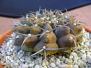 Gymnocalycium vatteri