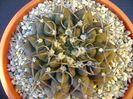 Gymnocalycium vatteri