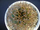 Gymnocalycium hossei (G. guanchinense)