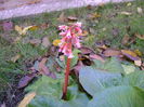 Bergenia cordifolia