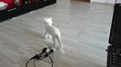 IMG-20160710-WA0009