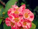 Euphorbia Milii Mix