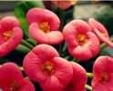 Euphorbia Milii  Mix