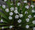 Agave albopilosa - achizitionata