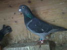 Guillermo.2011