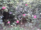 hibiscus si trandafiri