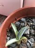 American%u0103 striata